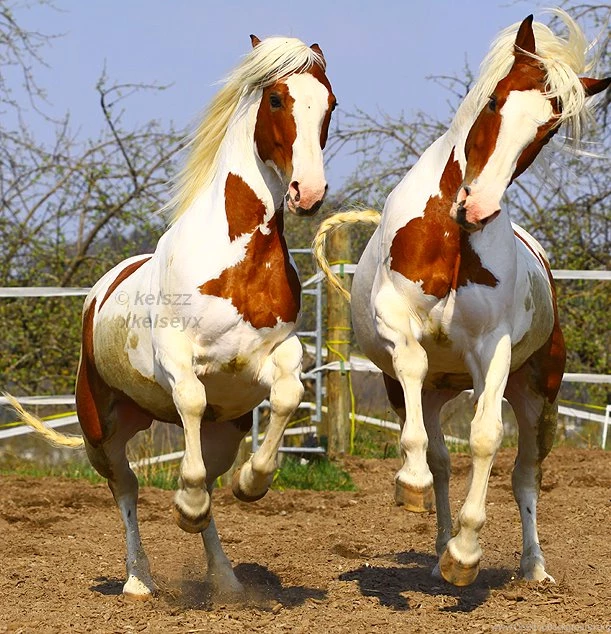 Horse Pictures Images Wallpapers Photos 2013: Paint Horses ...