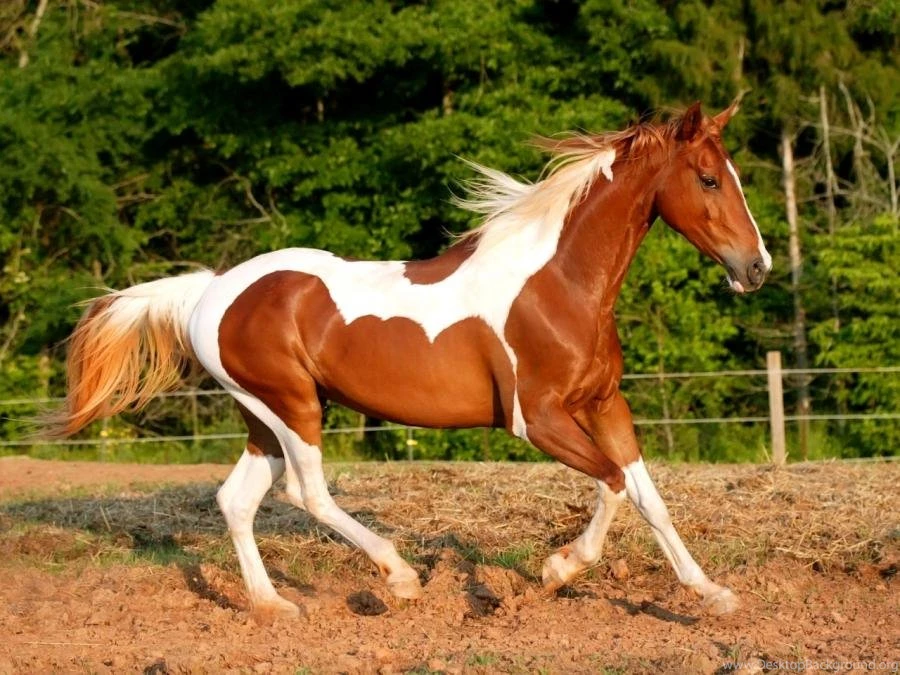 Meet The American Paint Horse: History, Characteristics & Temperament