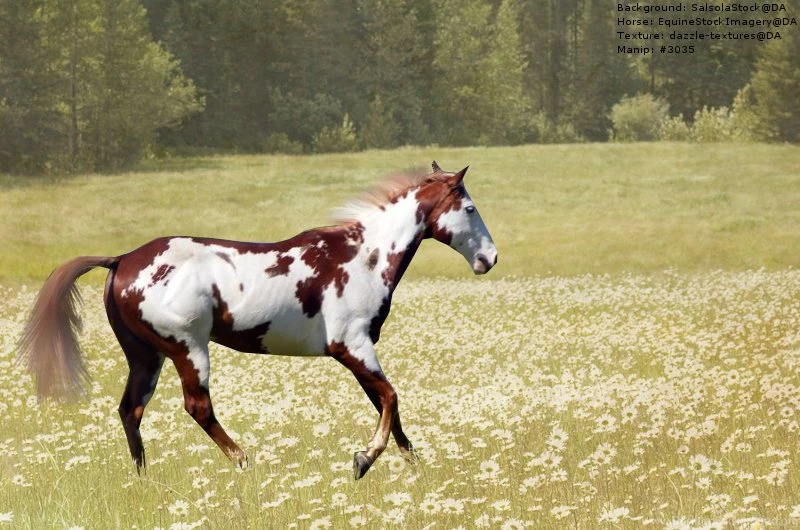 Paint Horse In Meadow 2 By DutchGlow On DeviantArt