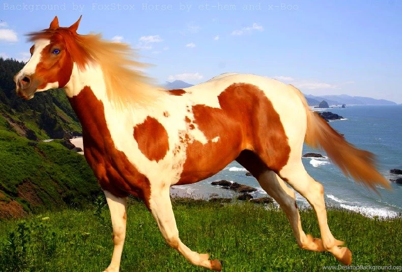 Vietdethuong • Top Ten Best Horse Breeds