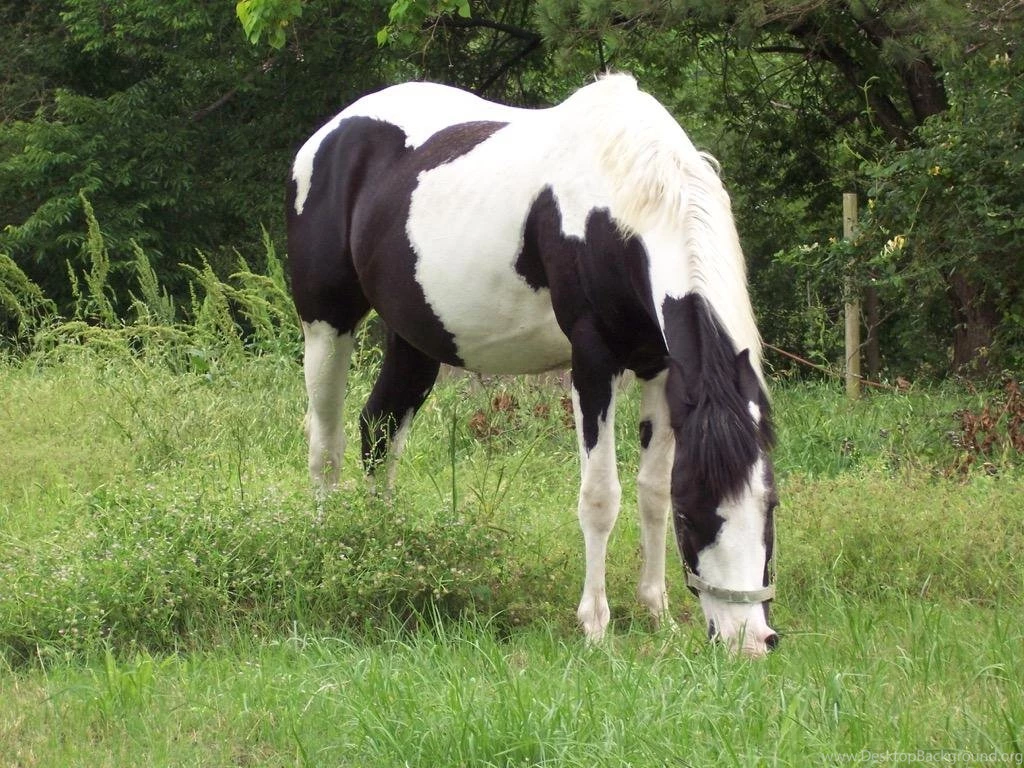 Paint Horse Wallpapers HD FREE Android Apps On Google Play