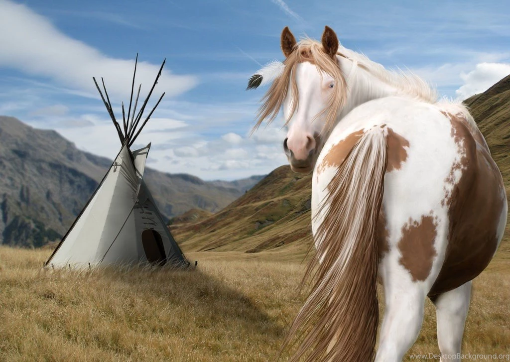 All About The American Paint Horse Association