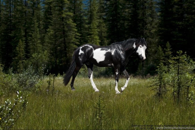Paint Horse In Meadow By DutchGlow On DeviantArt
