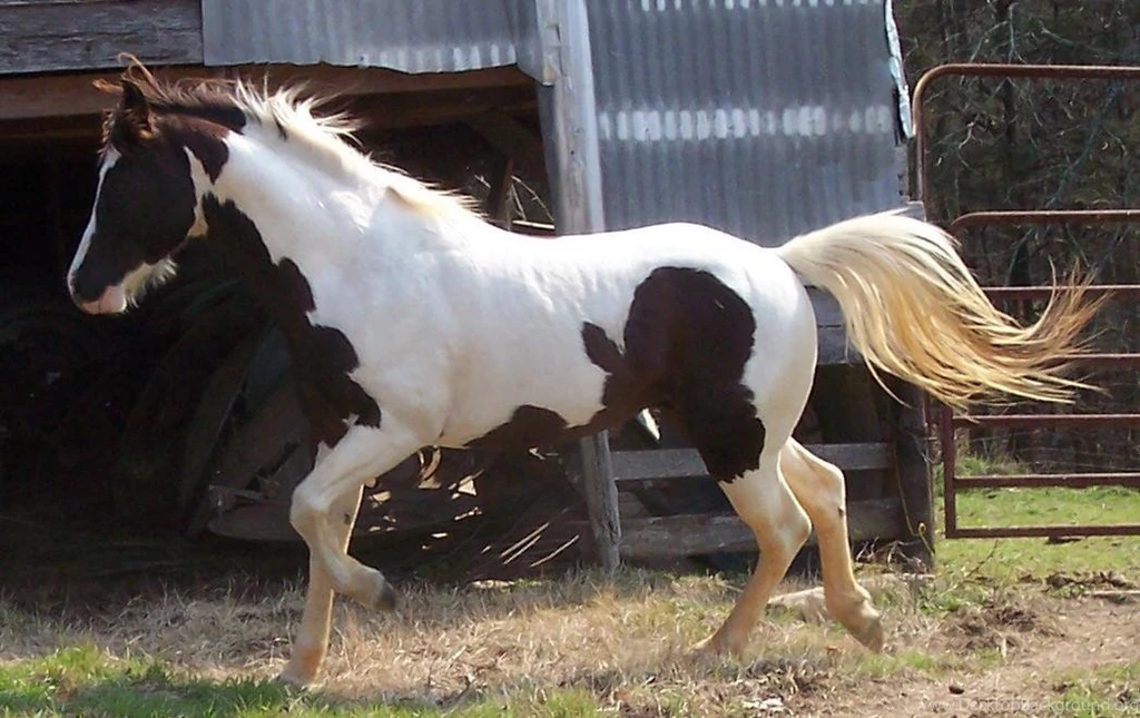 Paint Horse World (