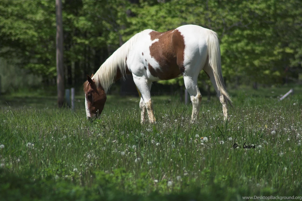 PAINT HORSE GRAZING WALLPAPER (