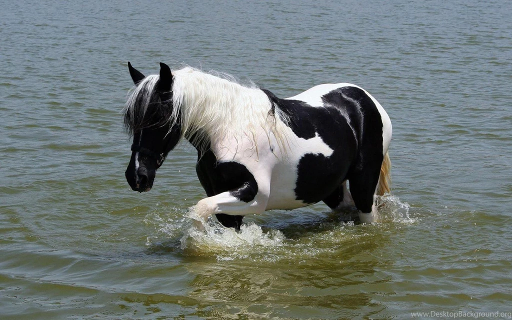 Awesome Running Horses Wallpapers For Desktop Zibrato