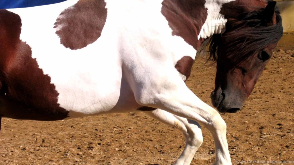 Horses Wallpapers Page 111: Horse Snow Birds Alpine Nightsky ...