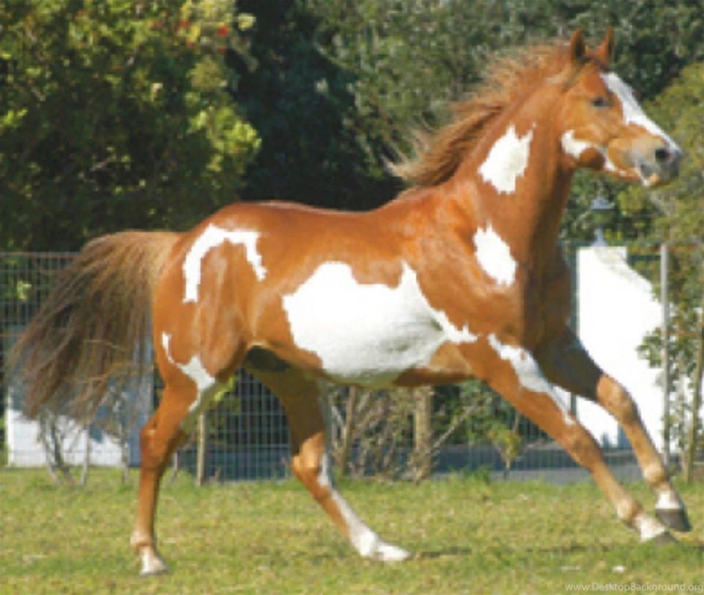 Horse Desktop Wallpapers In HD For Free