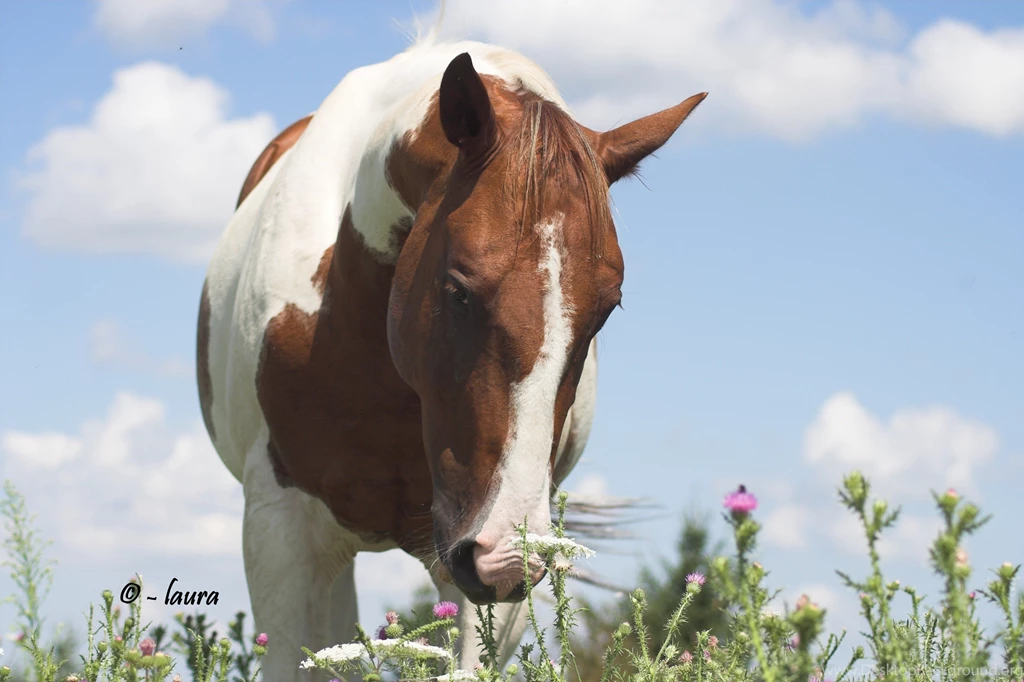 Horses: Stop Smell Flowers Paint Horse Lg Best Wallpapers For HD ...
