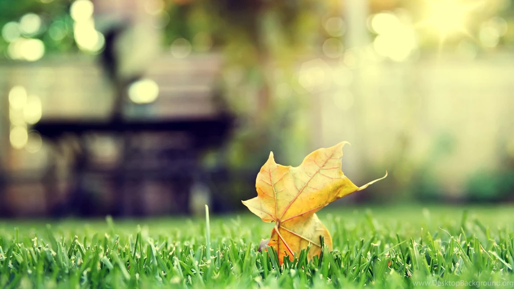 Theme Bin» Blog Archive » Lone Leaf HD Wallpapers