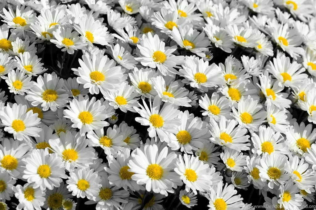 Flower Wallpapers Tumblr Collection (33+)