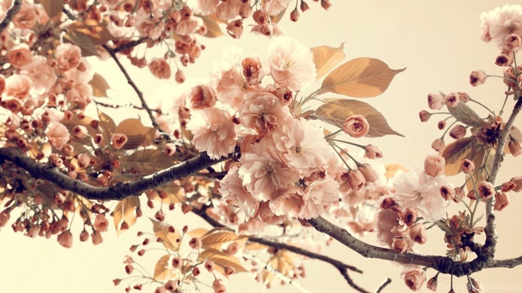 804032 flower wallpaper tumblr « MinimaliX