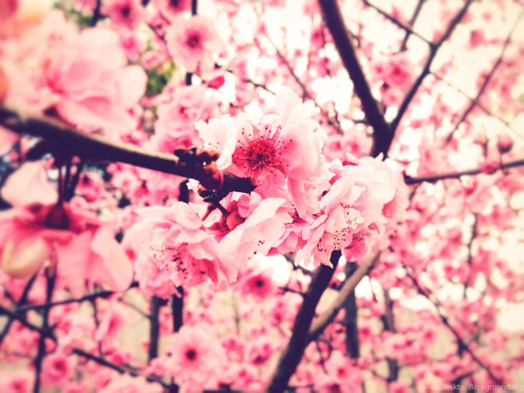 Tumblr_m8j05fL1vy1r1fqsuo1_1280.jpg