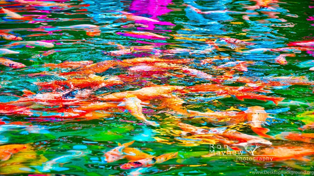 Backgrounds Koi Wallpapers 1920x1080. Download Koi Fish 3d Wallpapers ...