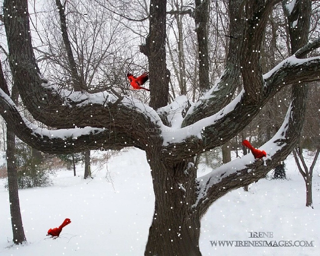 backyard winter screensaver download desktop background