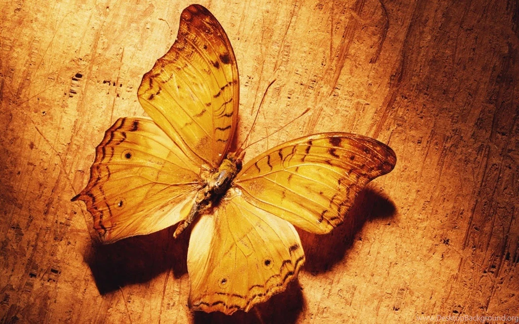 Hd Wallpapers: Butterfly HD Wallpapers Latest