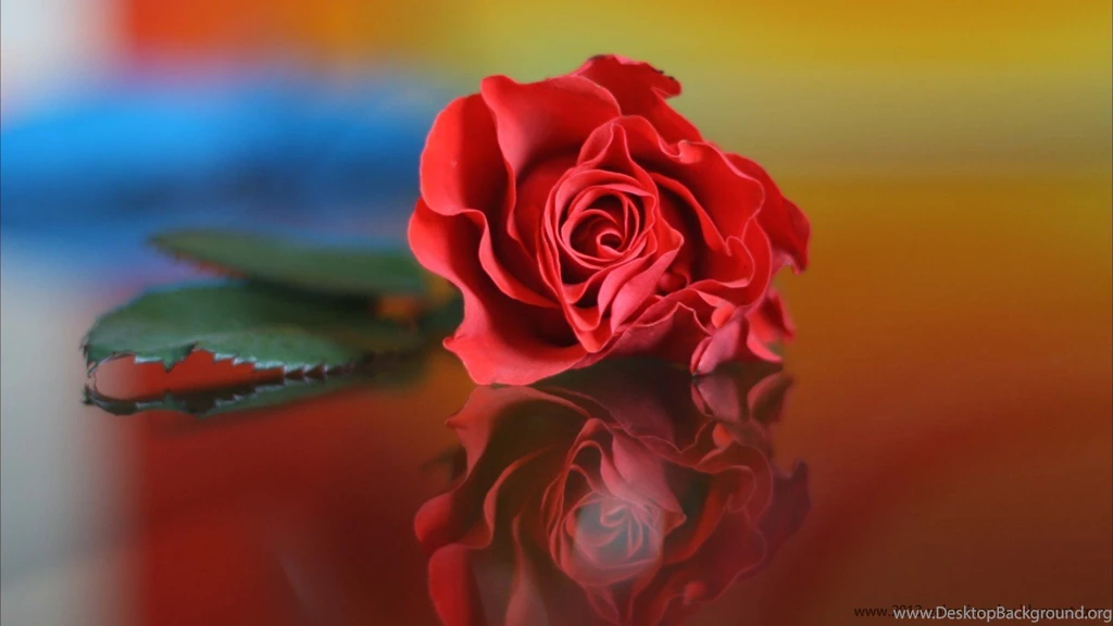 New Latest Happy Rose Day 2013 HD Wallpapers