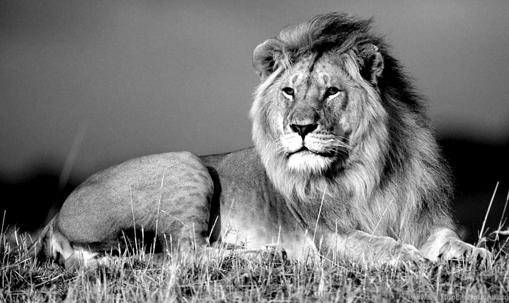 Lion Black And White Wallpapers HD 3113 HD Wallpapers Site