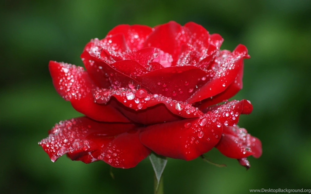 Rose Flower Wallpapers HD
