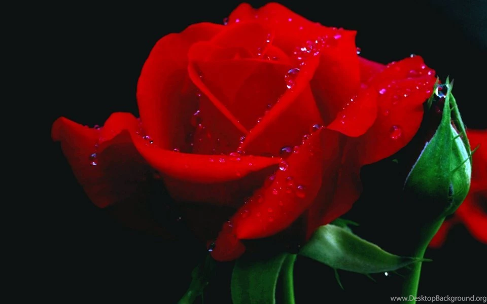 Red Chinese Rose Flower Hd Wallpapers 7_960x600.jpg