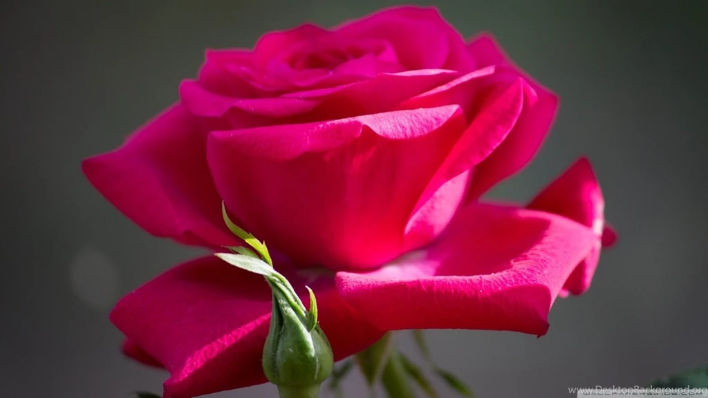 Red_rose_8_HD_wallpaper_20131920x1080.jpg