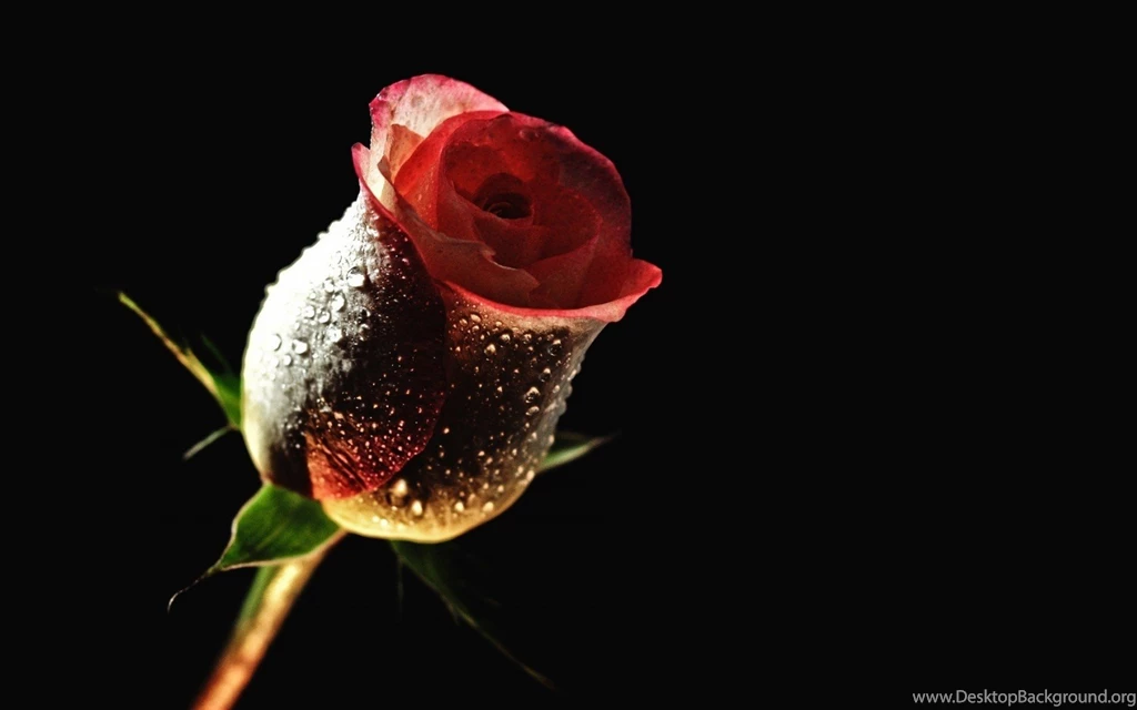 Rose Flower HD Wallpapers