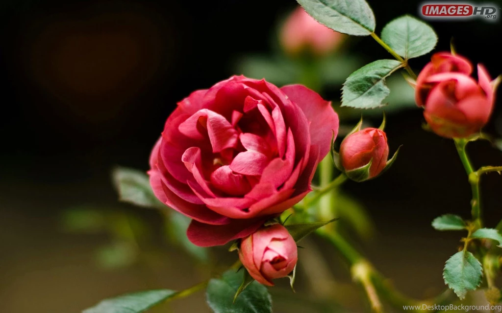 HD Flower Wallpapers And Vectors Images HD