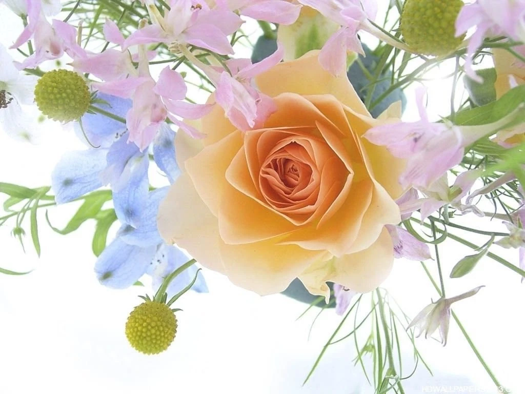 Rose Flower Wallpapers HD Wallpapers Cave