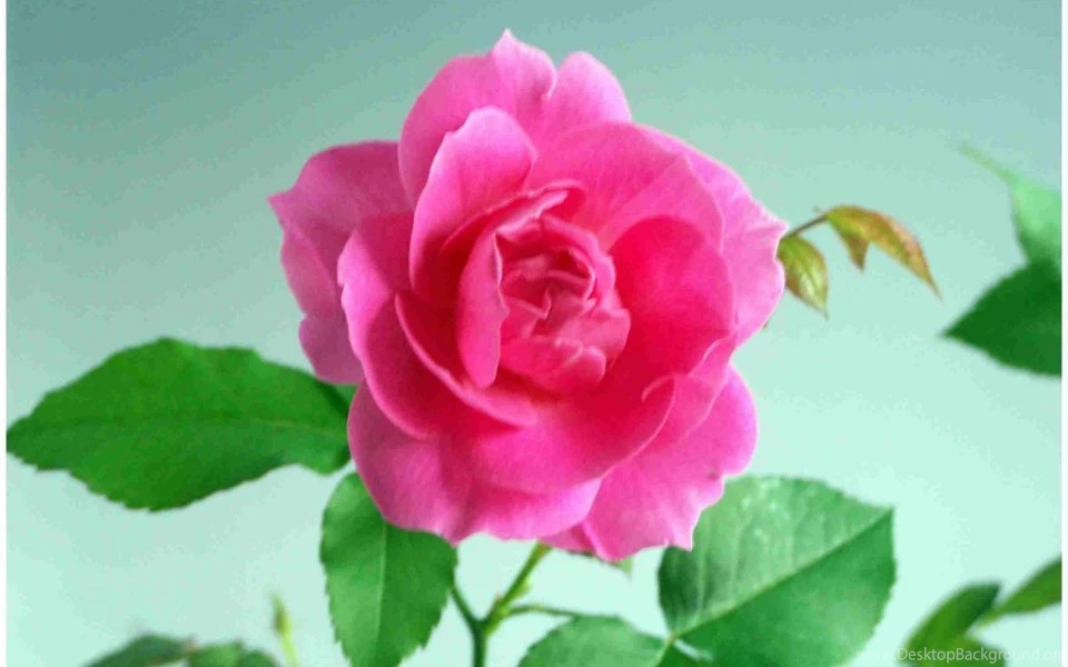 Chinese Flower Wallpapers