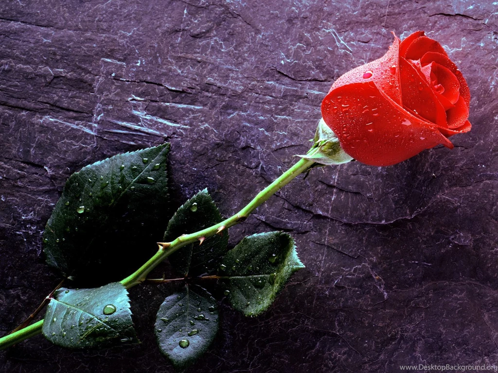 Desktop Hd Rose Flower Pictures 3d Hd Pictures.