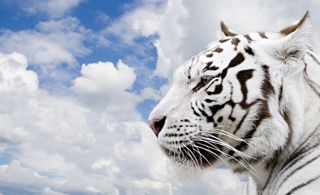 Hd white tiger hd wallpapers