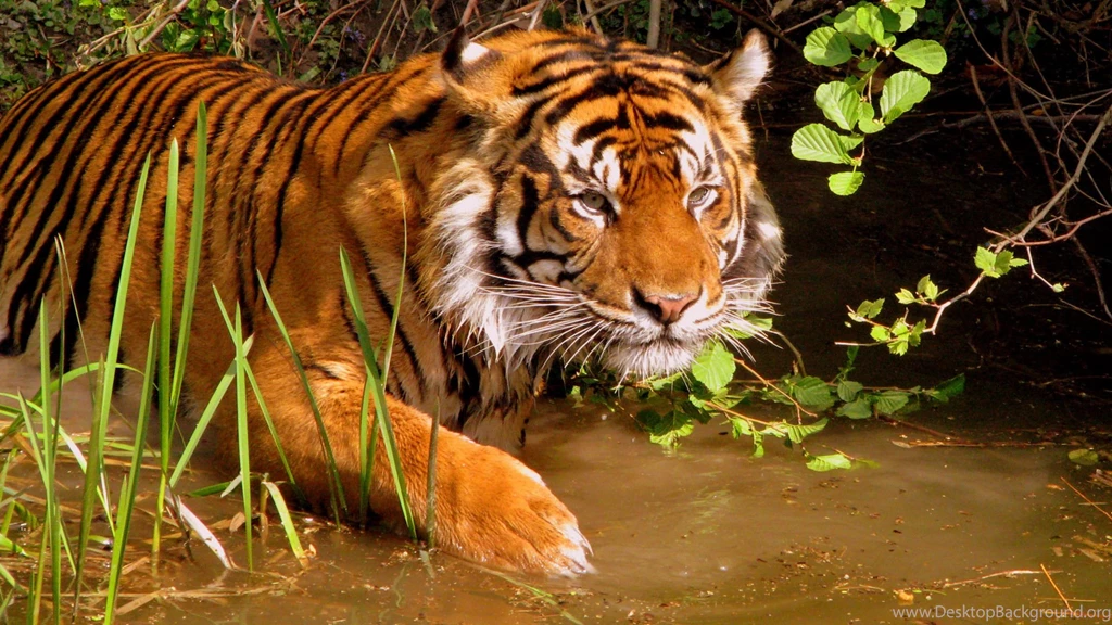 Hunting Tiger Wallpapers : HD Wallpaper, Backgrounds Wallpapers