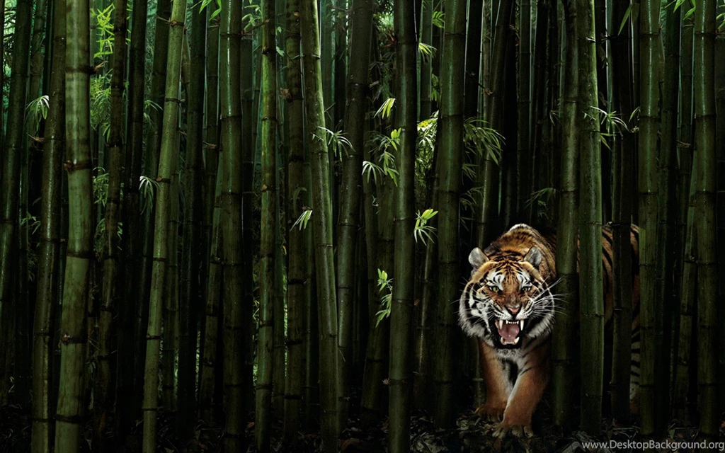 Tiger Wallpaper Backgrounds
