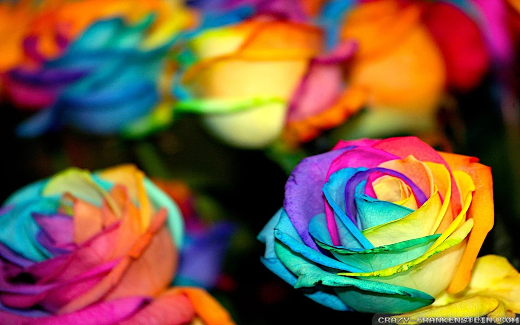 Colorful Flowers Wallpapers Wallpapers Zone