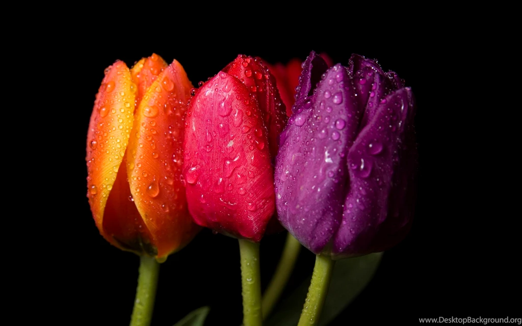 Flowers Wallpapers WallpaperLayer.com