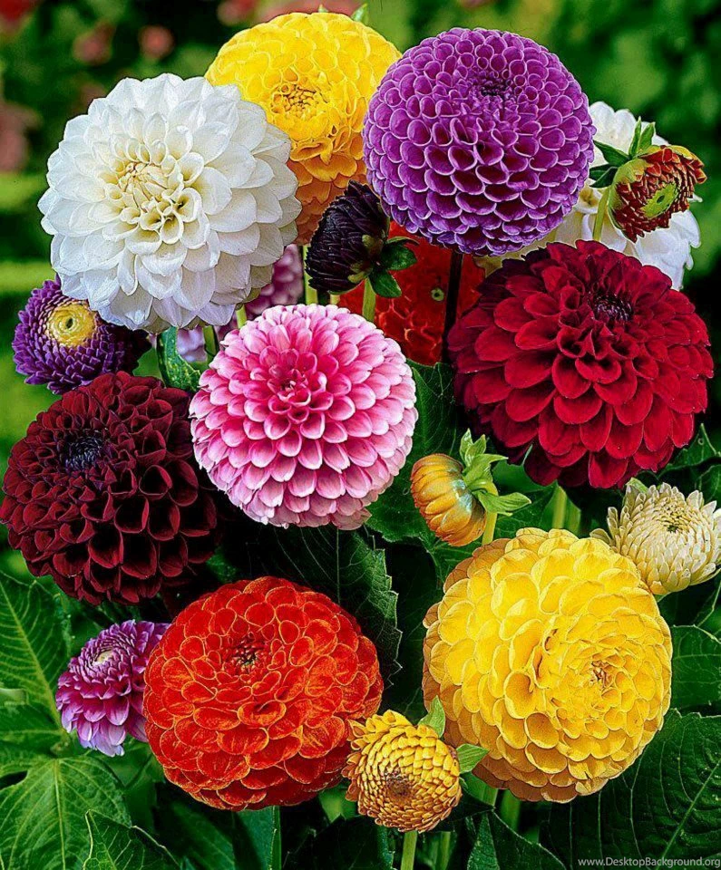 63 Attractive And Colorful Flowers Wallpapers