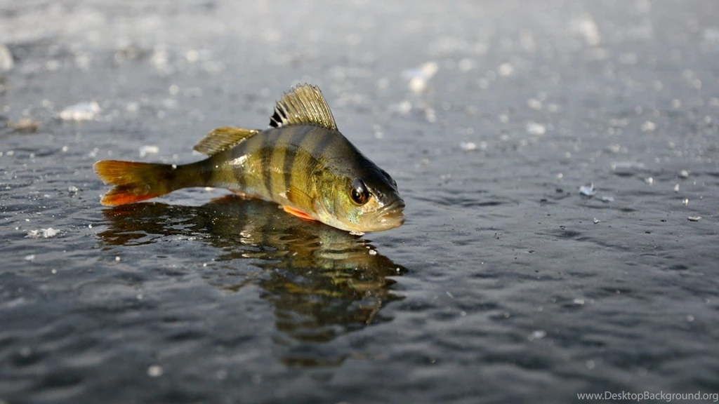 FISHING Fish Sport Water Fishes Winter Ice Lake Wallpapers ...