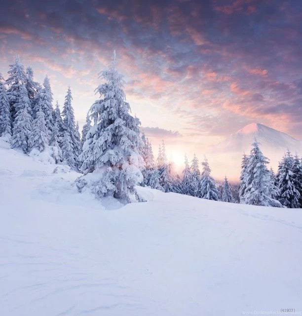 Aliexpress.com : Buy 8x8ft Promotion Vinyl Winter Photography ...