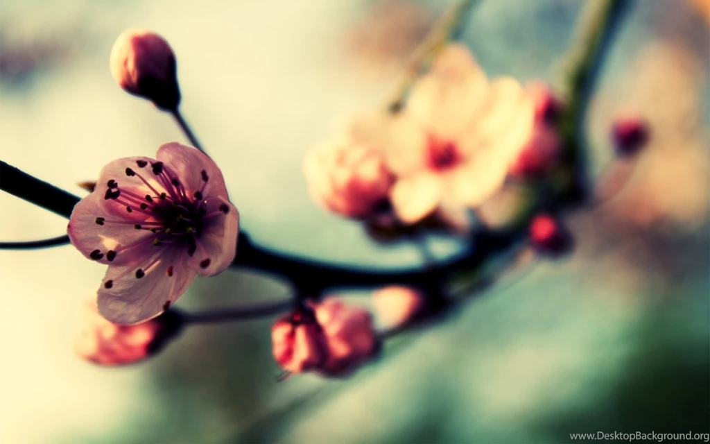 Cherry Blossom In Spring Mac Wallpapers Download