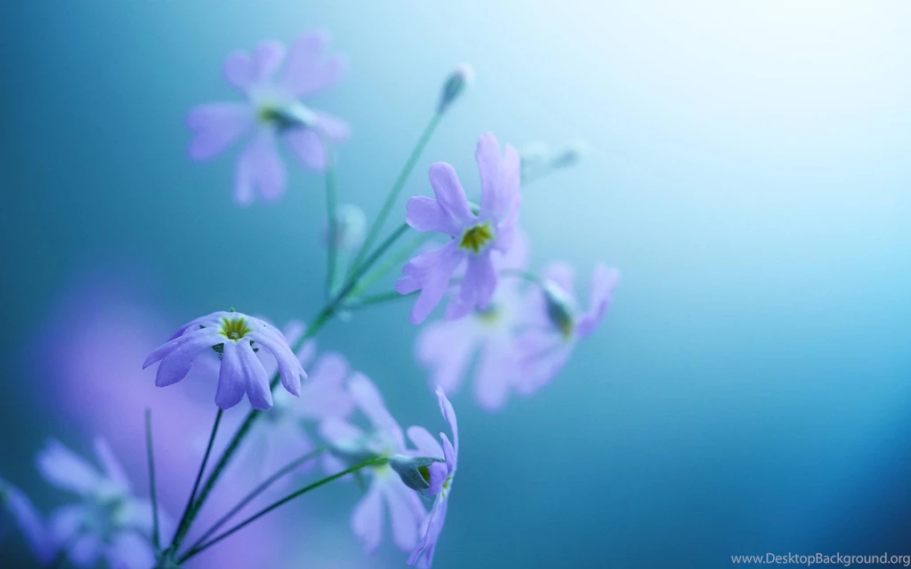 Top Flowers Desktop Backgrounds: Calla Lily HD Backgrounds