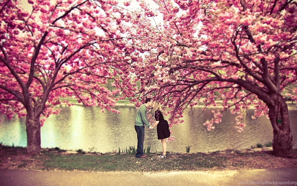 11655) Cherry Blossom Tree Awesome Wallpapers WalOps.com