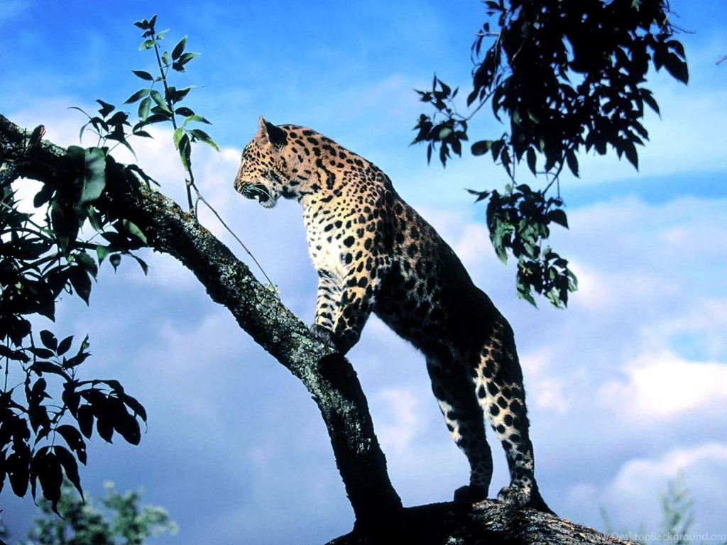 Cats: Leopardo Leopard Cats Leopards Tree Cheetah Branches Animals ...