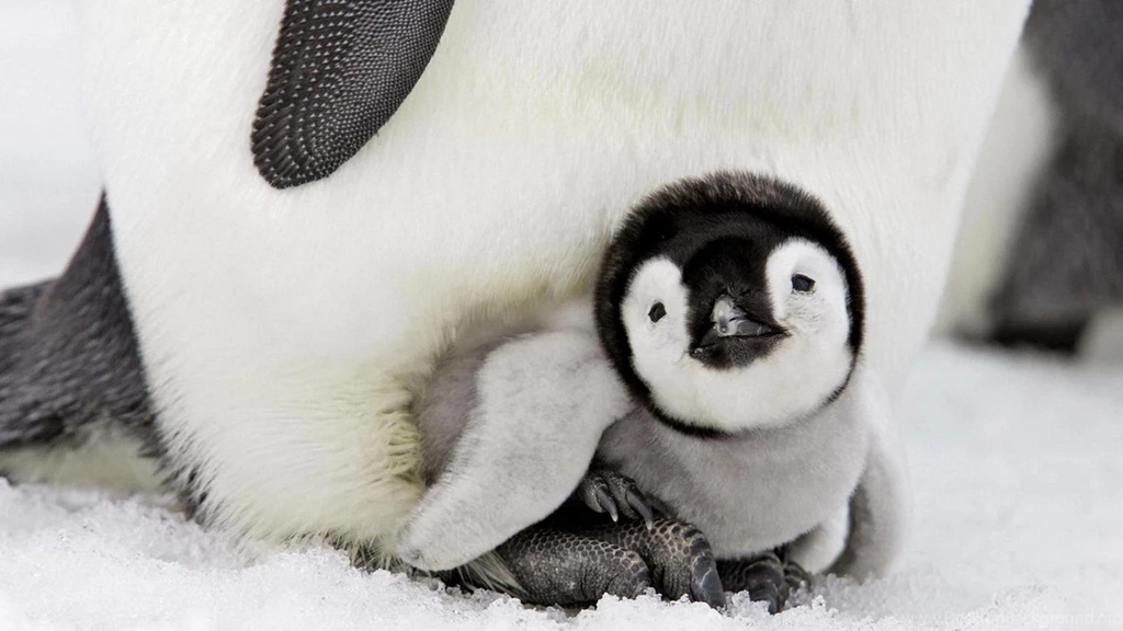 Say "Awwww" With These Baby Animal Wallpapers