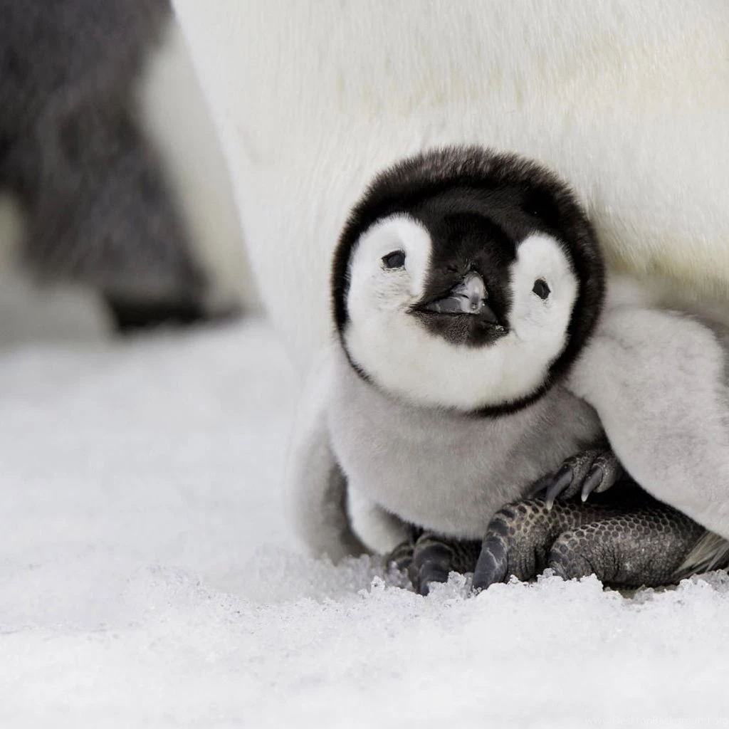 Baby Penguins Wallpapers
