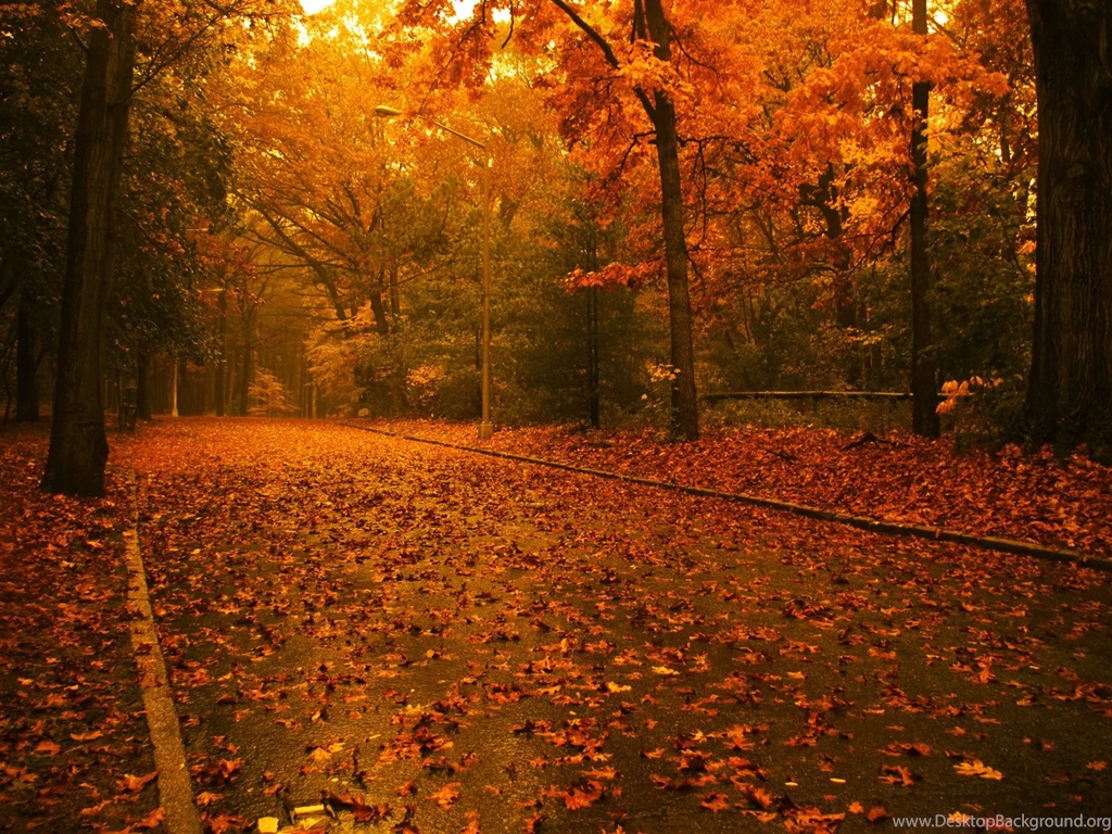 FREE FALL WALLPAPER (