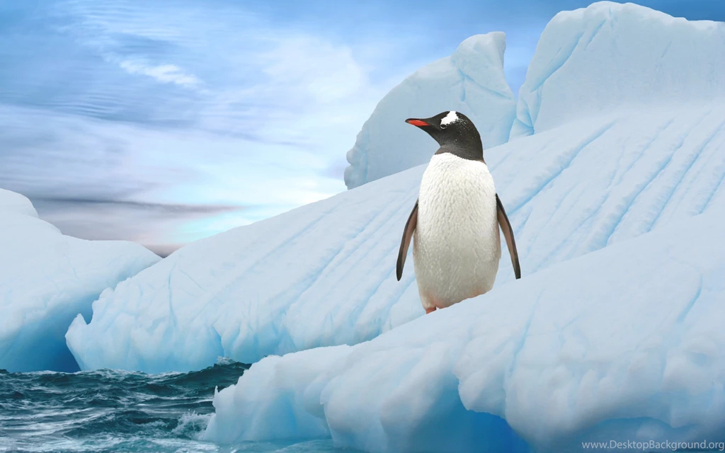 New Baby Penguin Wallpapers Photo