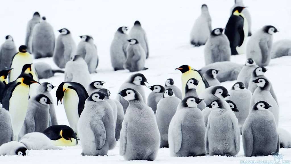 Polar World Of Penguin Wallpapers