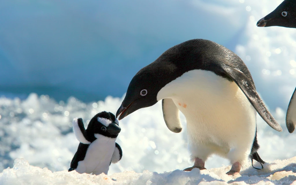 Penguins With Baby Penguin Wallpapers