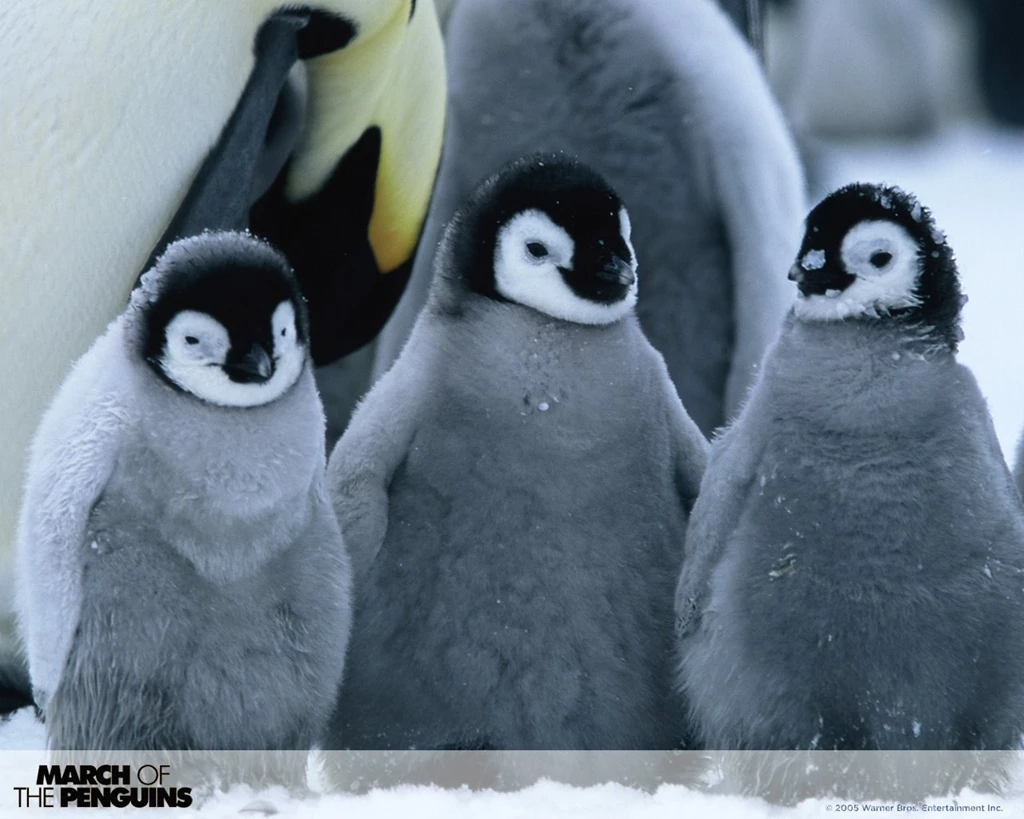 Images Of Baby Penguins Wallpapers High Definition