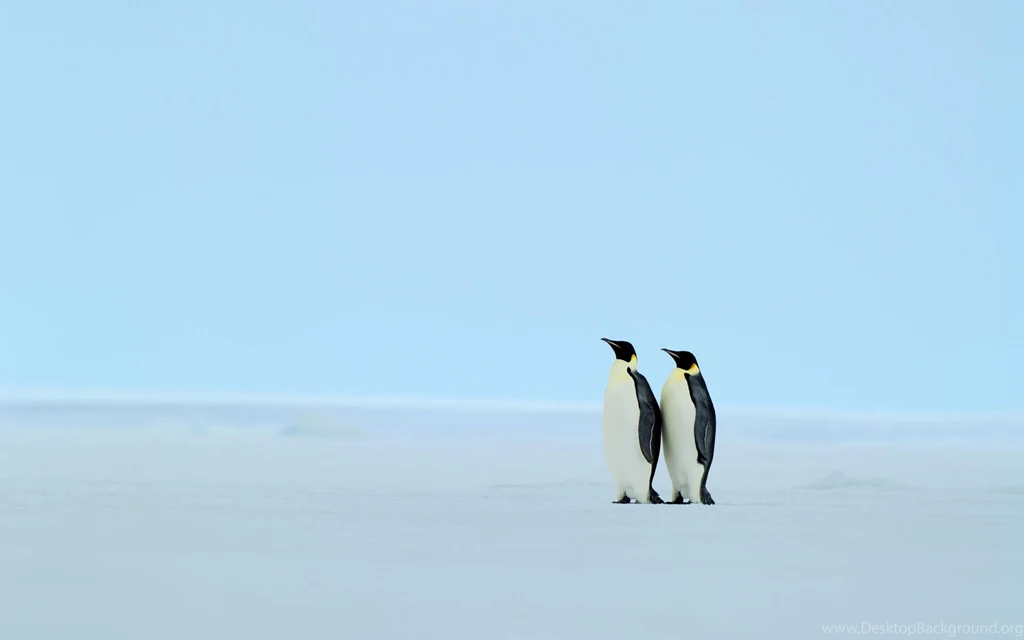 Penguin Wallpapers HD
